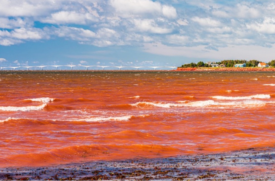 red tide and beach